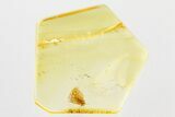 Detailed Fossil Barklouse (Psocodea) In Baltic Amber #381532-1